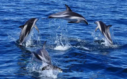 Avistaje de delfines