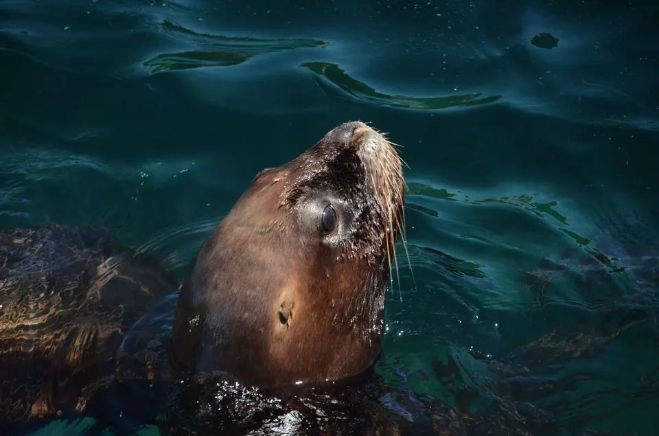 Snorkel con lobos marinos