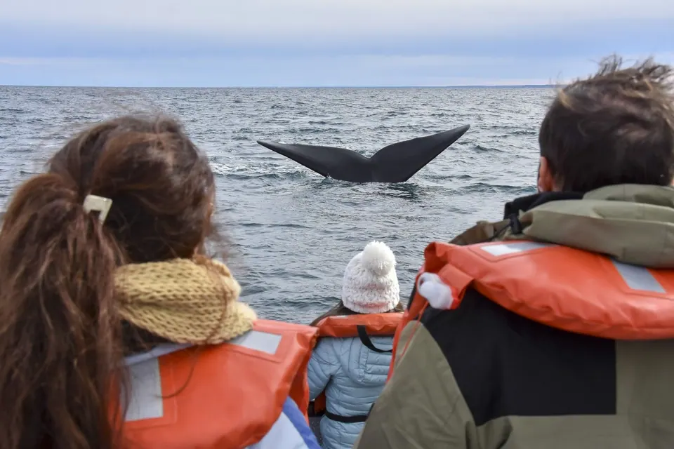 Solo ballenas