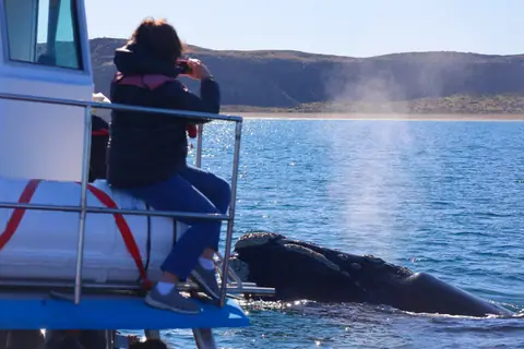 Avistaje de Ballenas en Punta Tombo